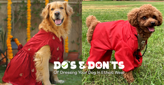The Do’s and Don’ts of Dressing Your Dog in Ethnic Wear