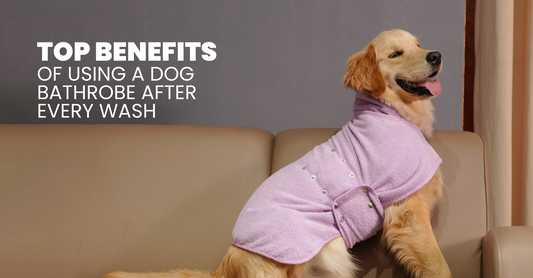 Top Benefits of Using a Dog Bathrobe After Every Wash