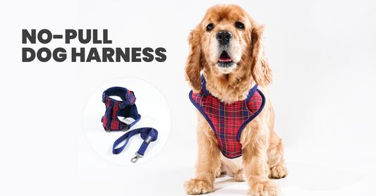 How a No-Pull Dog Harness Helps in Training and Control