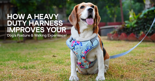 How a Heavy-Duty Harness Improves Your Dog’s Posture and Walking Experience