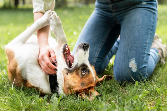 Little dog playing with the owner