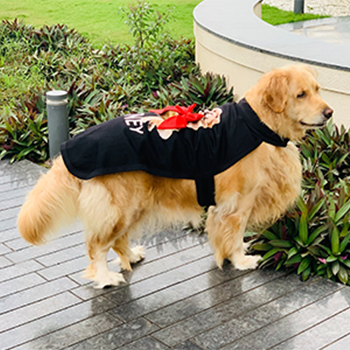 Dog wearing personalised cape by Barks & Wags