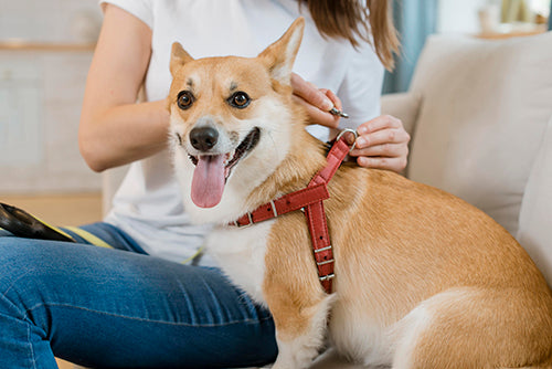 woman putting on a harness for dogs