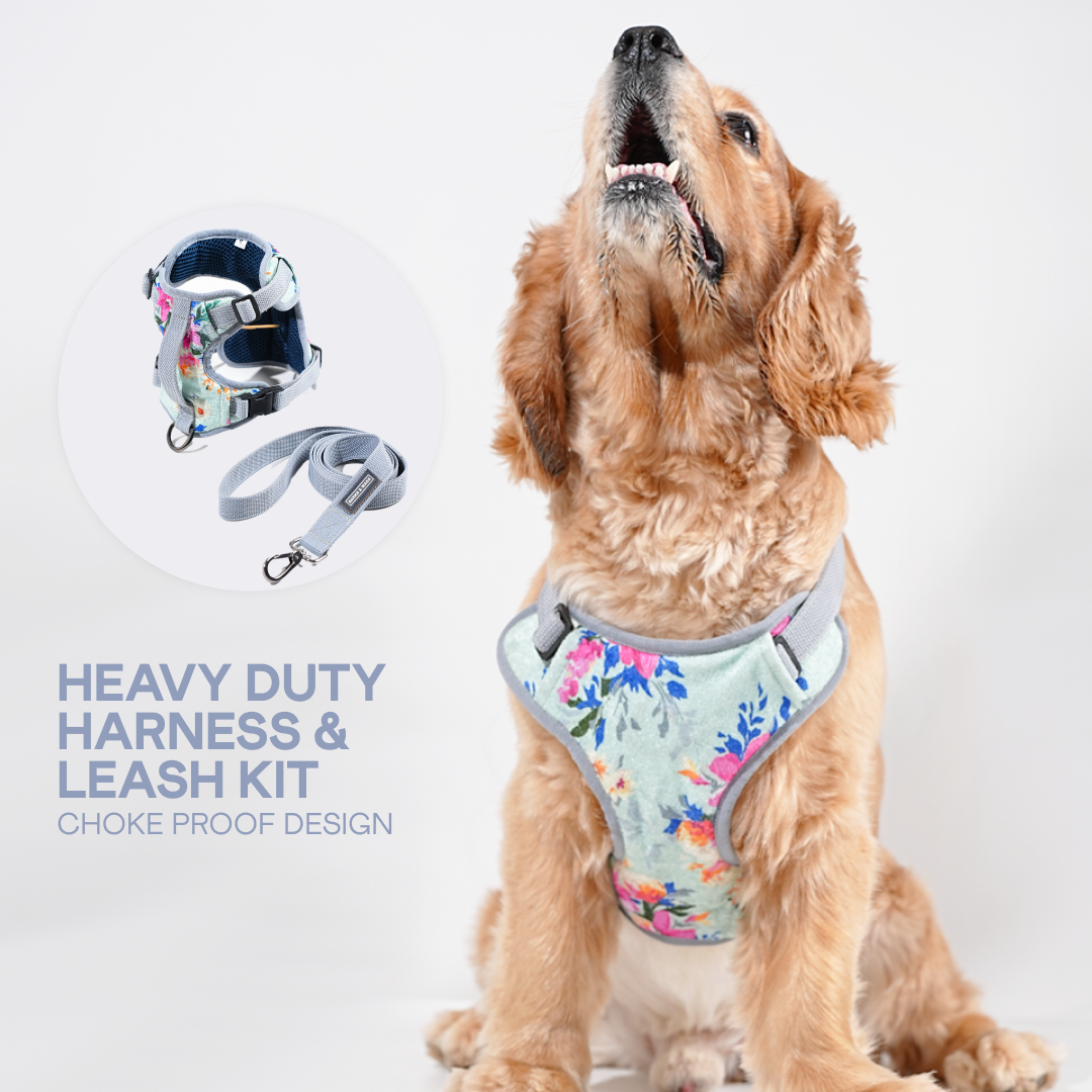 harness & leash