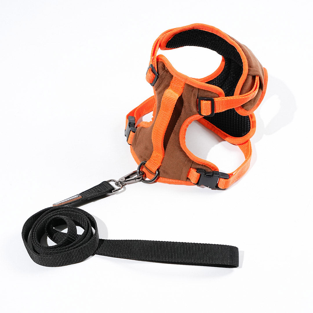 harness & leash