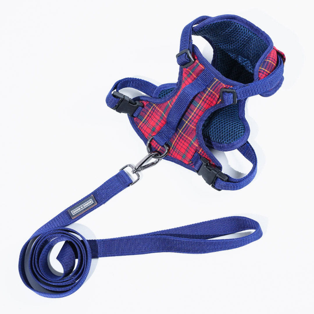 harness & leash