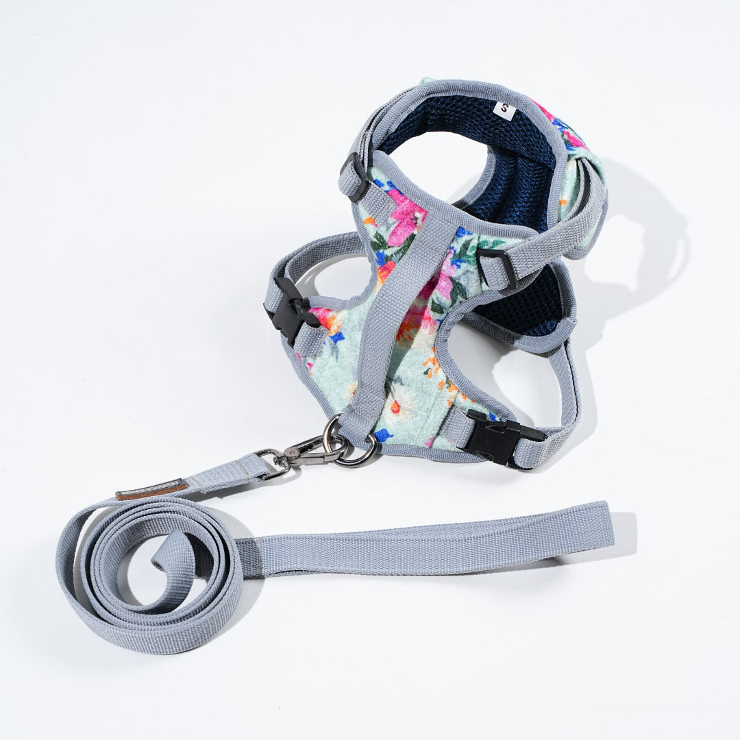 harness & leash