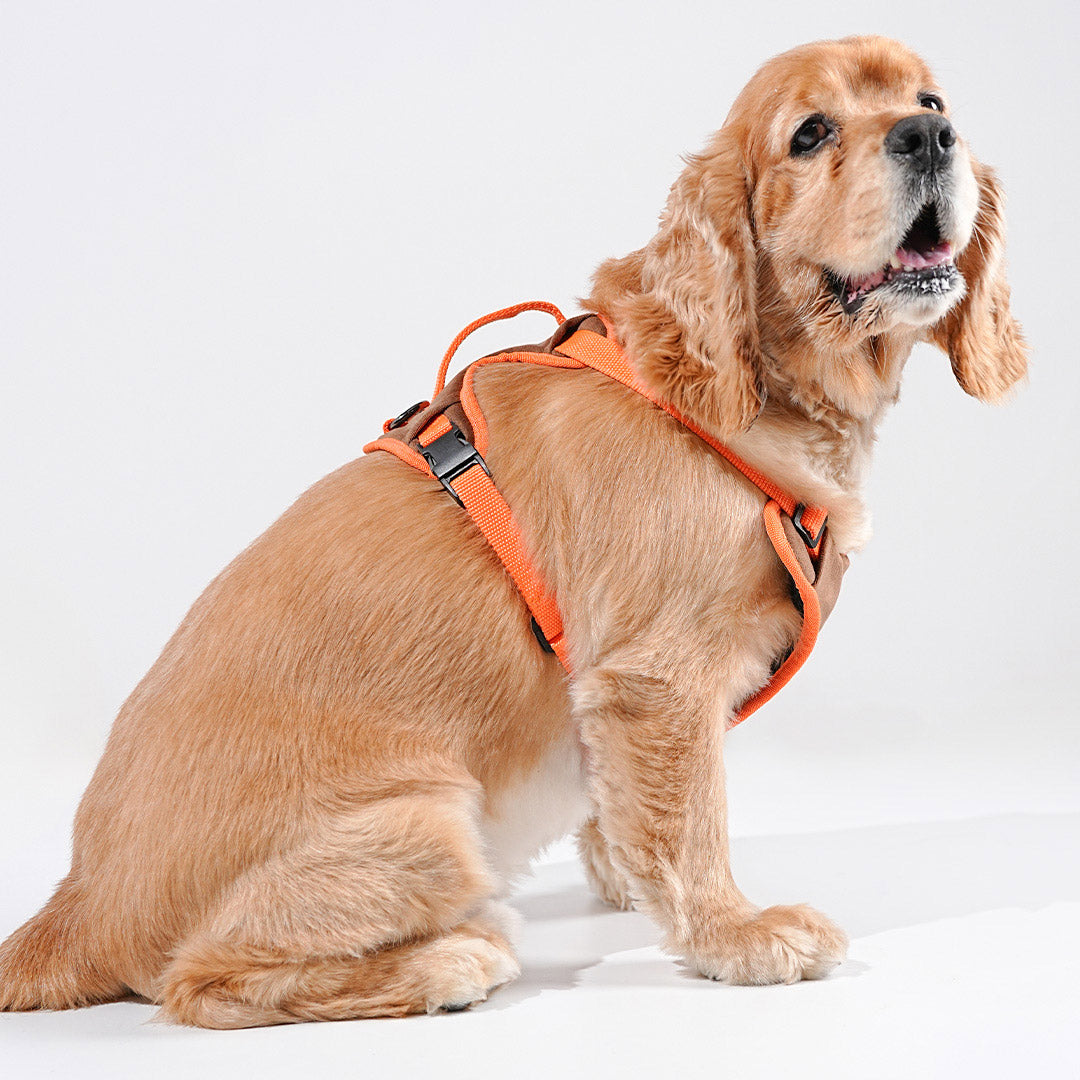 harness & leash