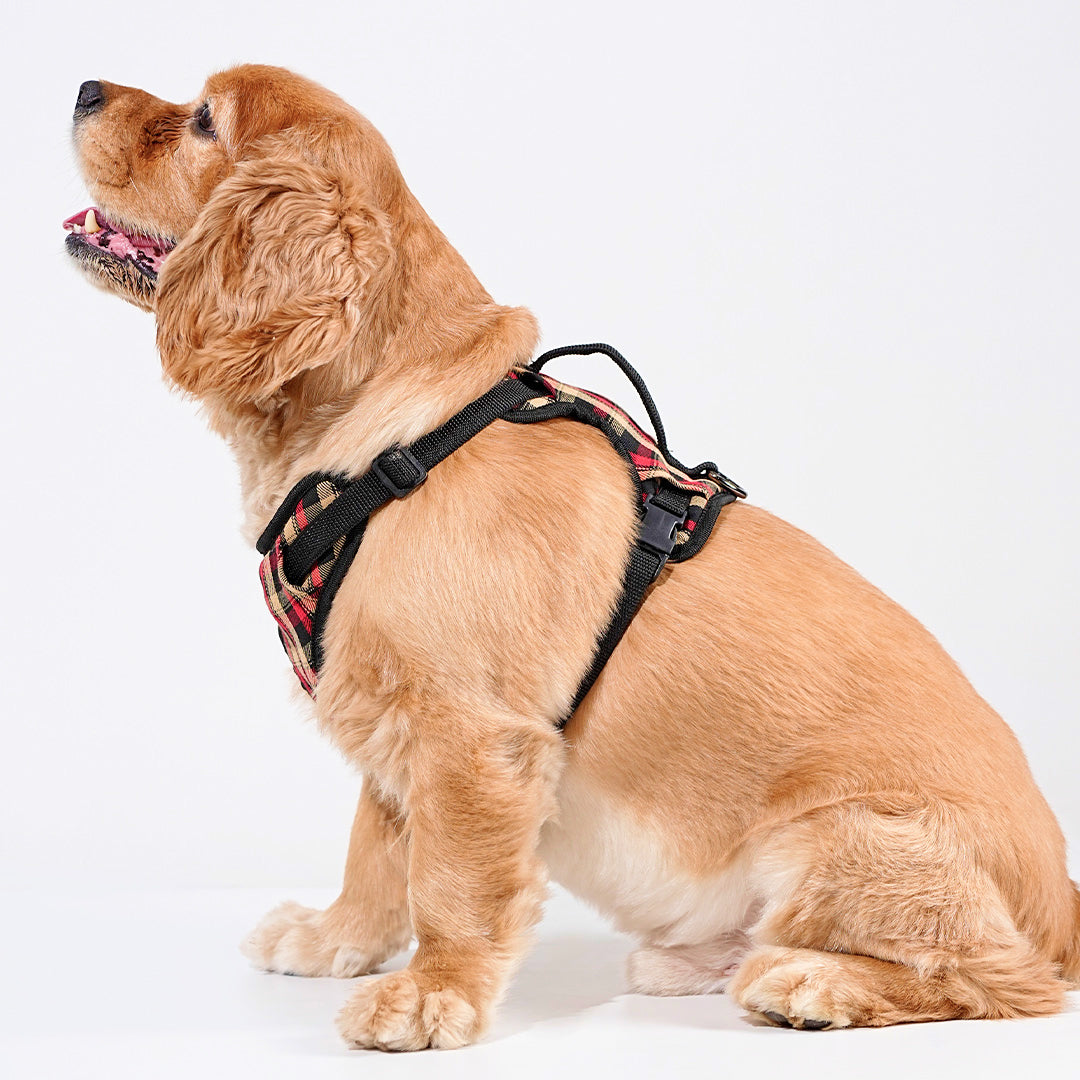 harness & leash