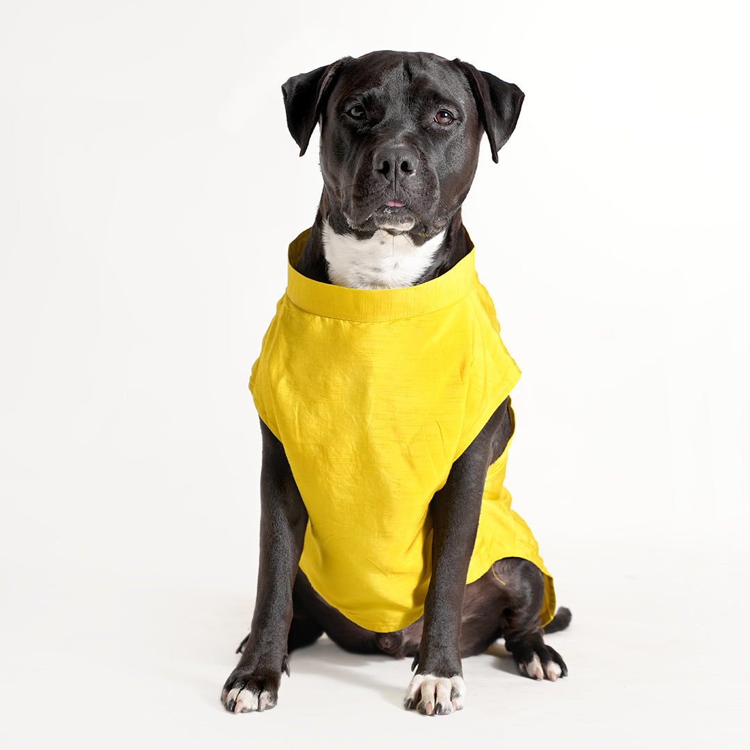 Dog Sherwani - LEMON