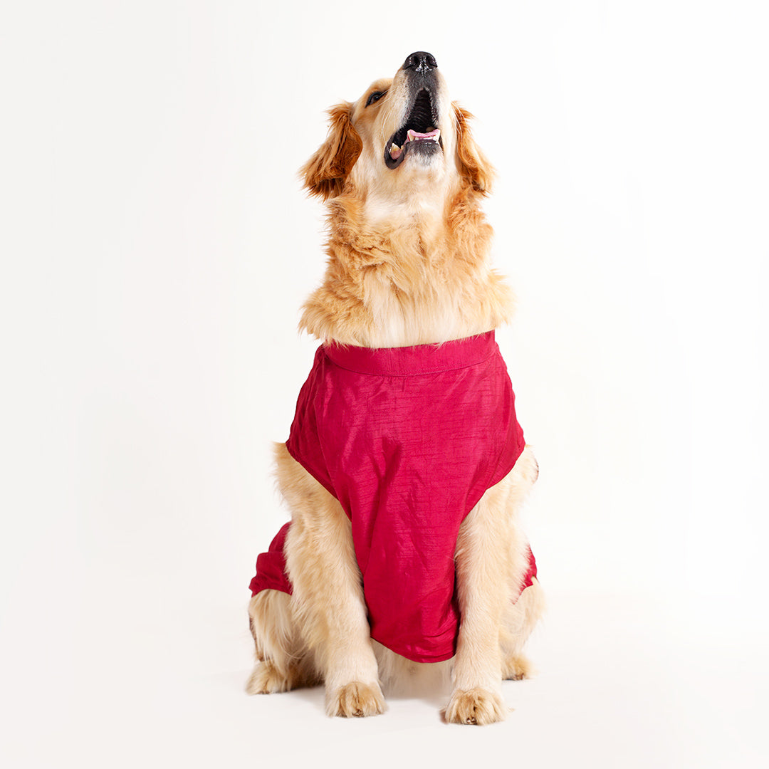 Dog Sherwani - RED