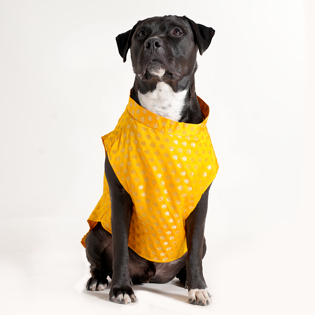 Dog Sherwani - YELLOW