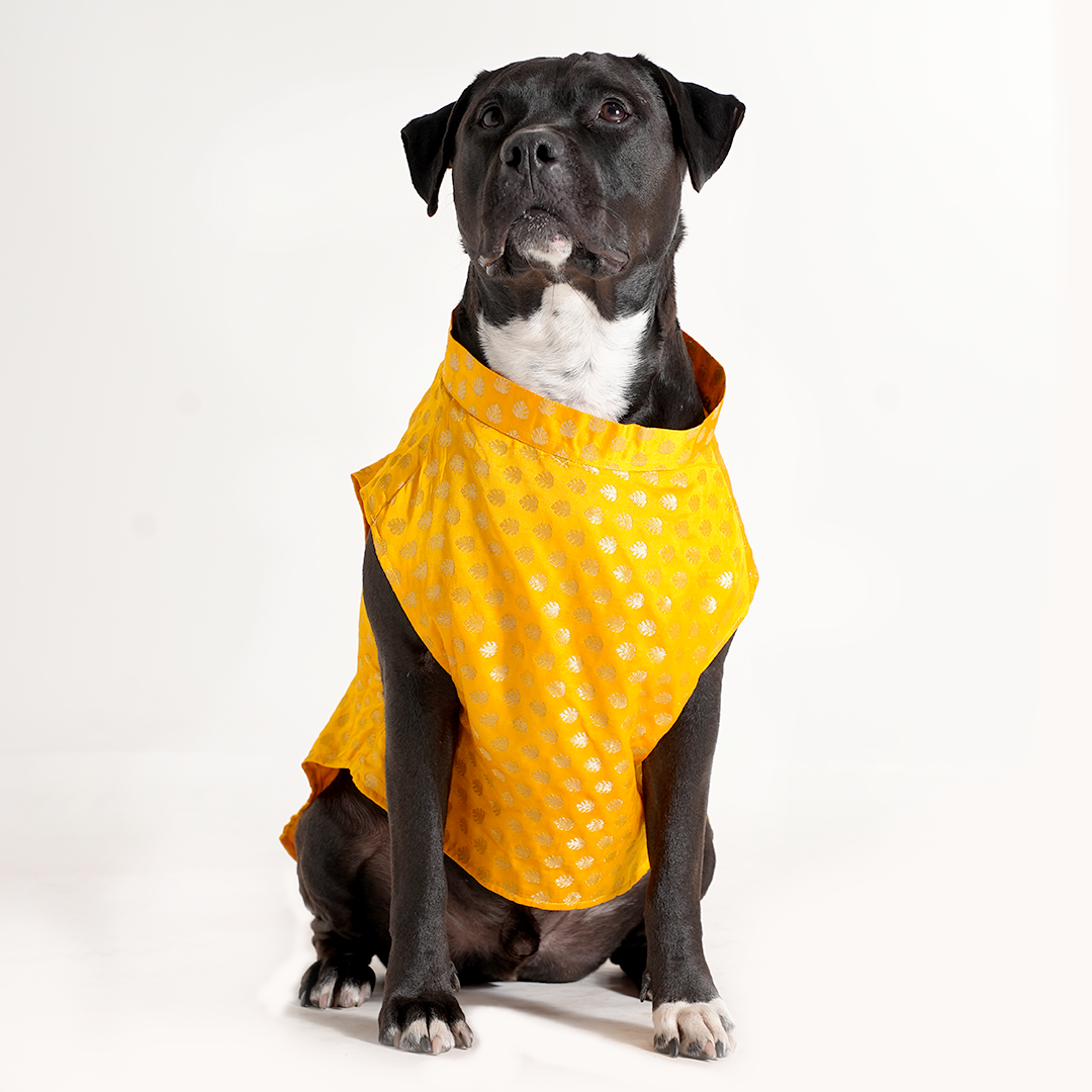 Yellow Dog Sherwani