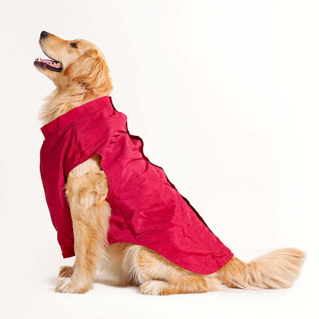 Dog Sherwani - RED