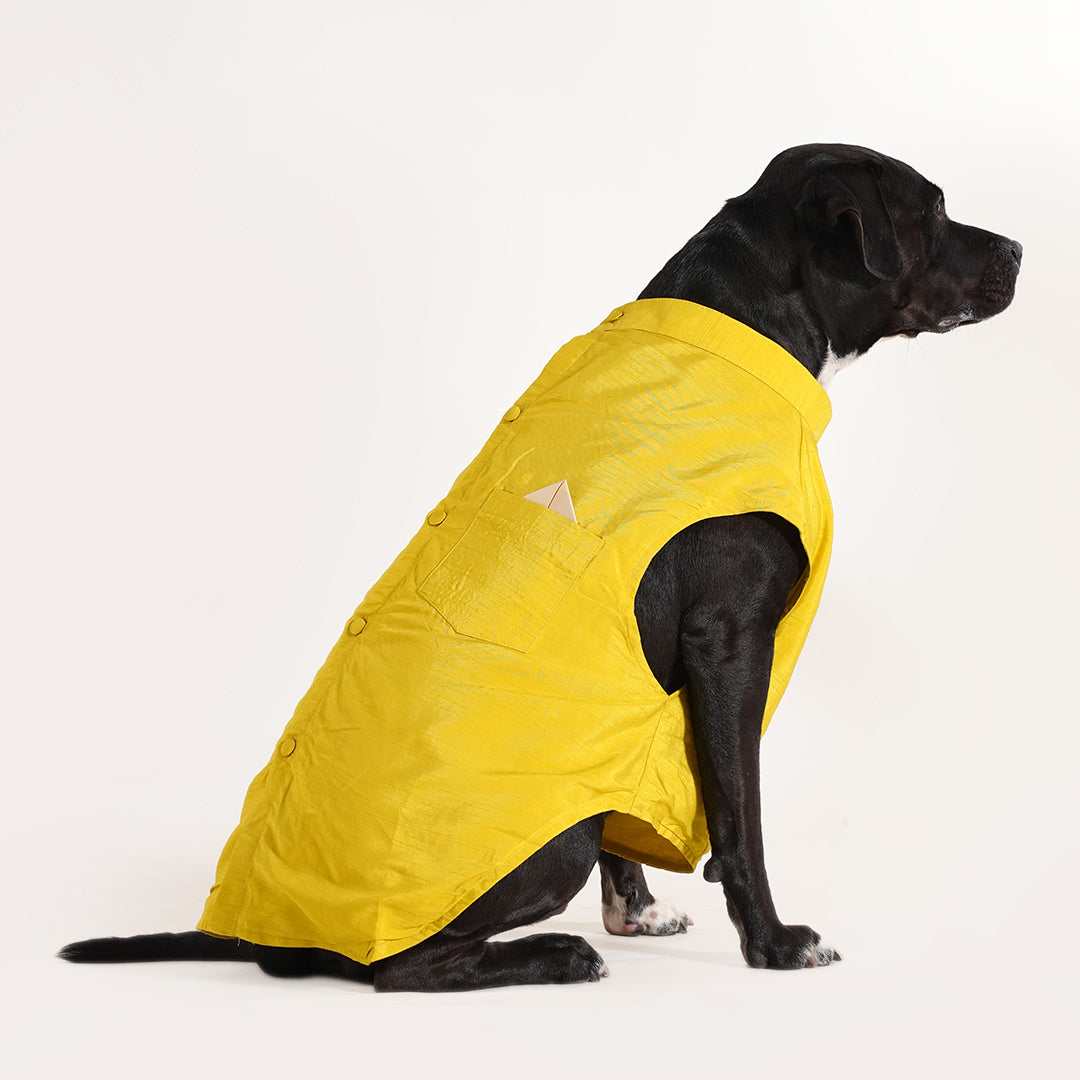 Dog Sherwani - LEMON