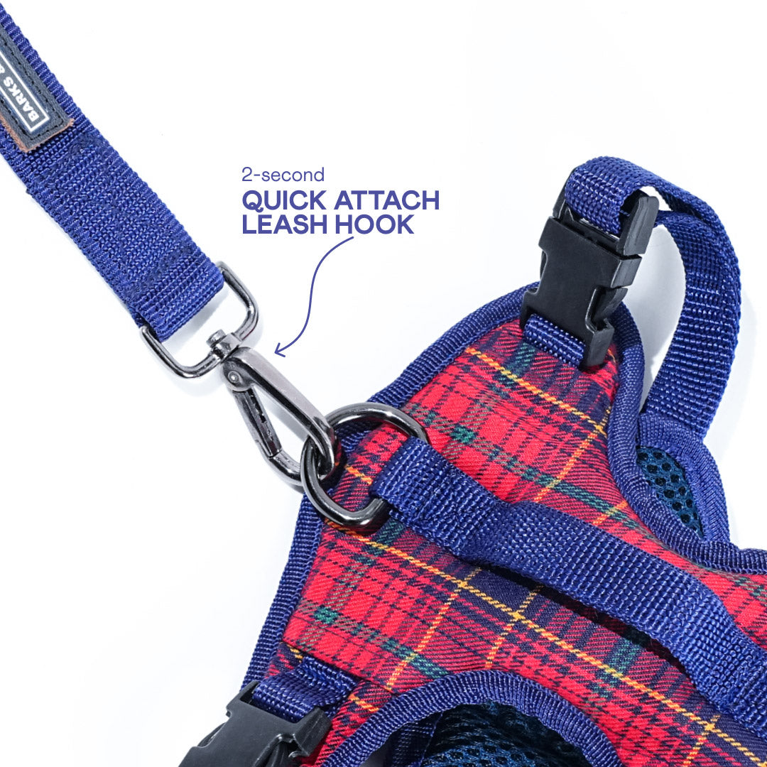 harness & leash