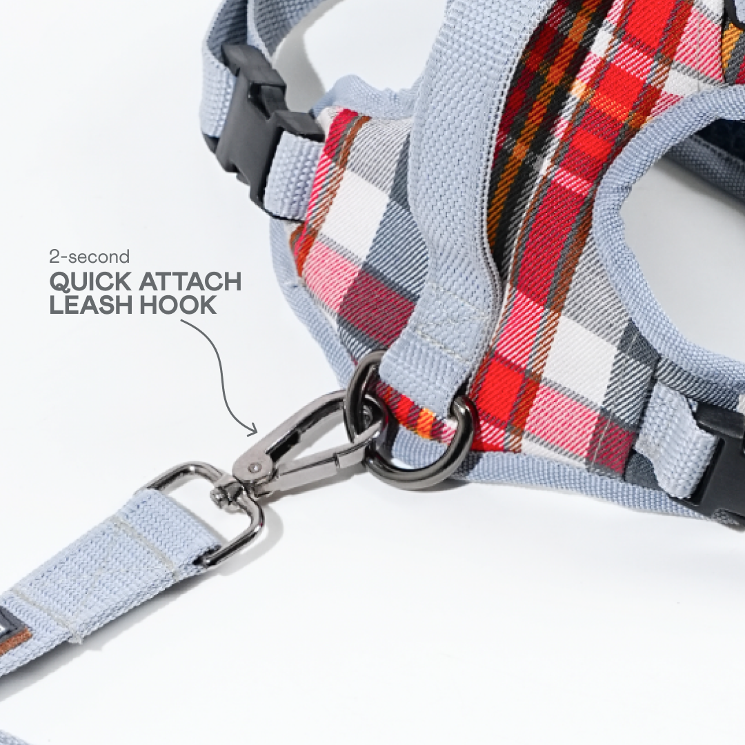 harness & leash