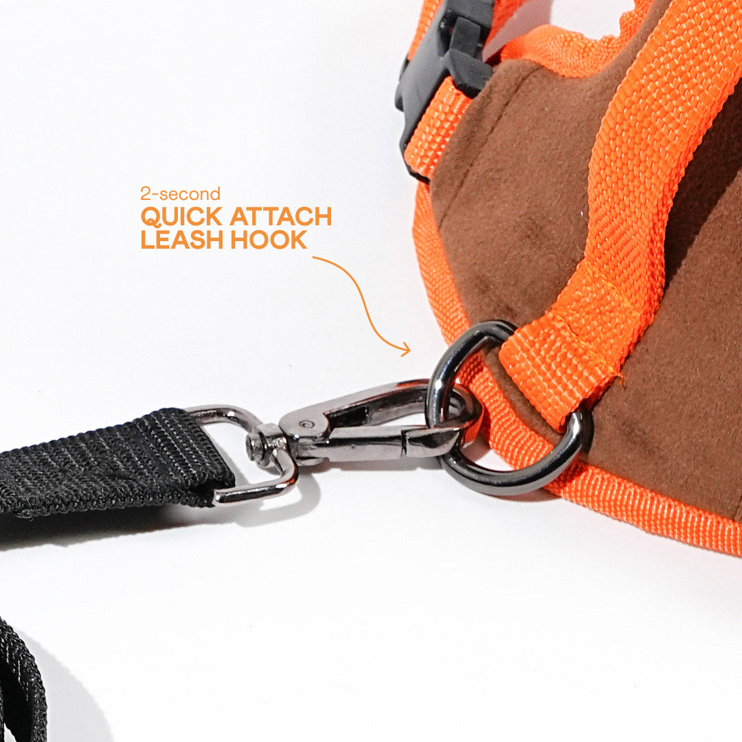 harness & leash