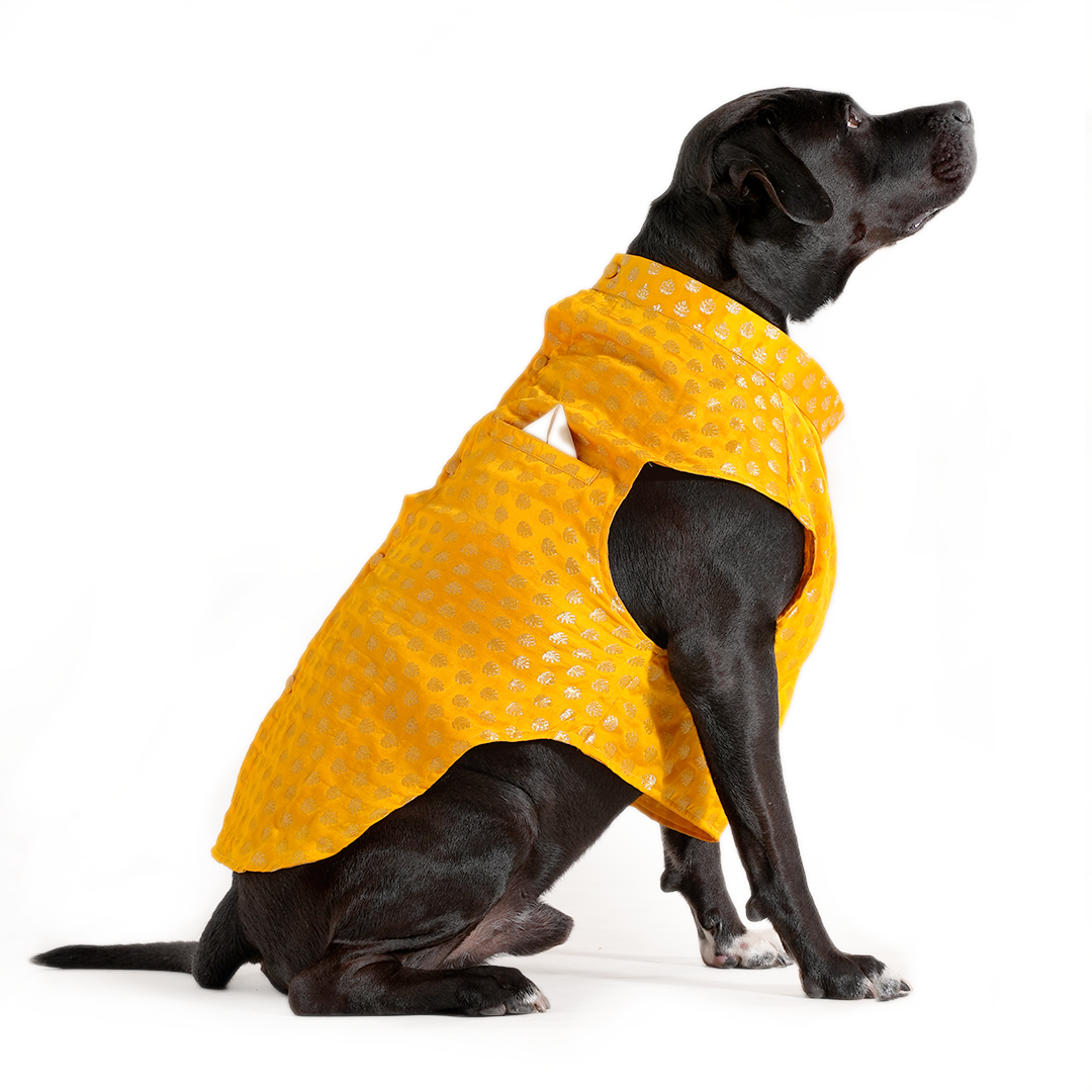 Dog Sherwani - YELLOW
