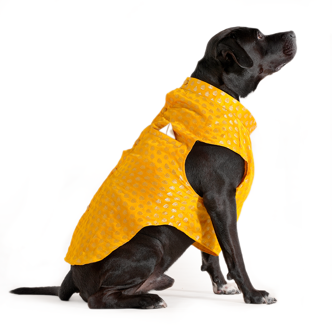 Yellow Dog Sherwani