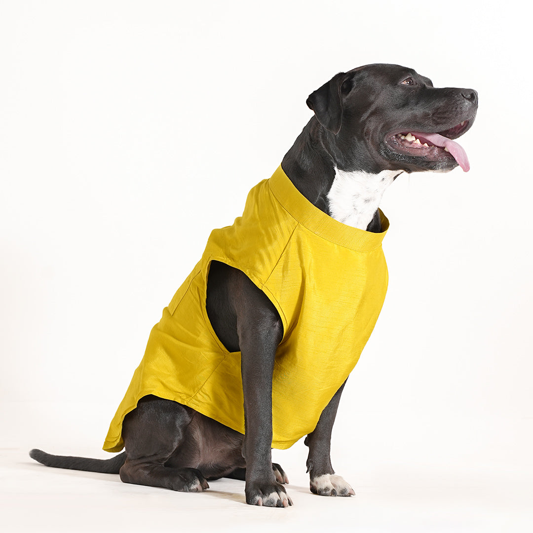 Dog Sherwani - LEMON