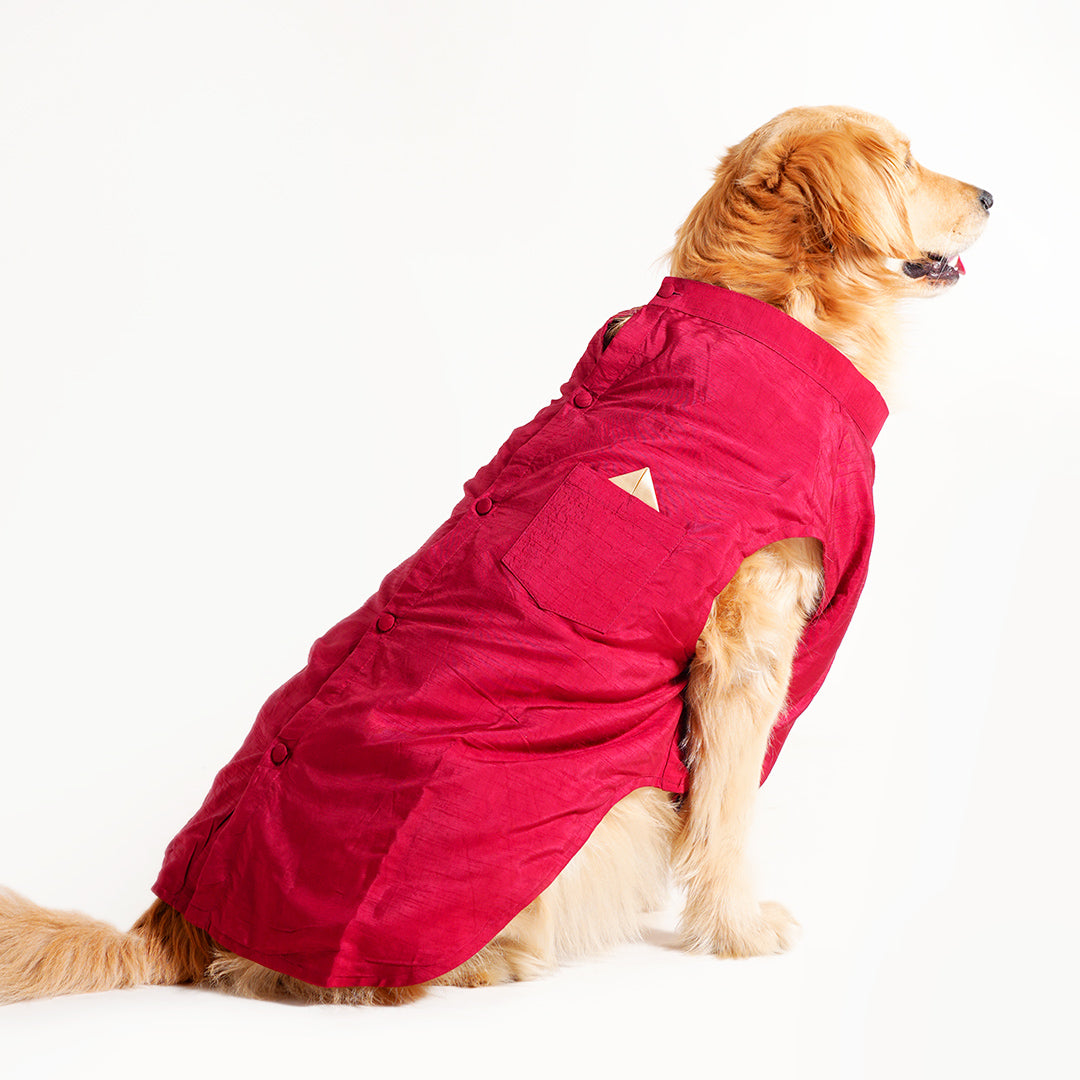 Dog Sherwani - RED