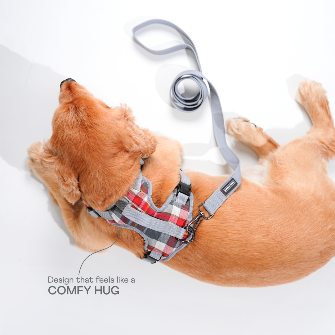 harness & leash