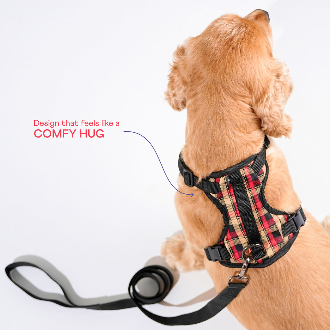 harness & leash