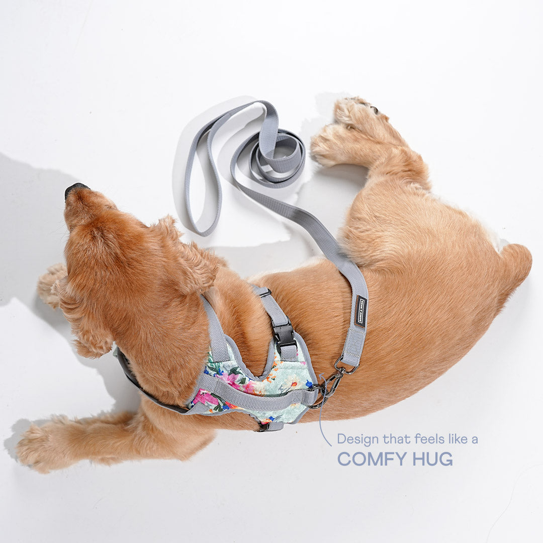 harness & leash
