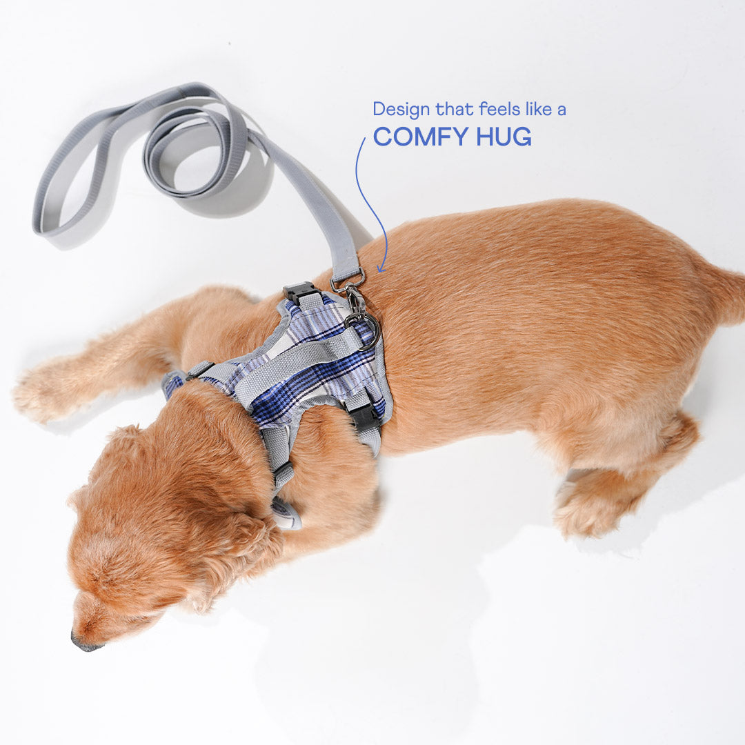 harness & leash