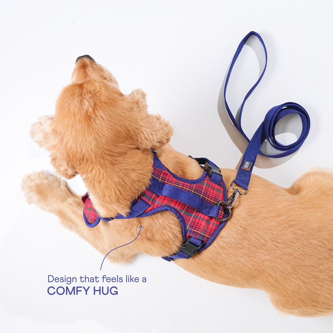 harness & leash