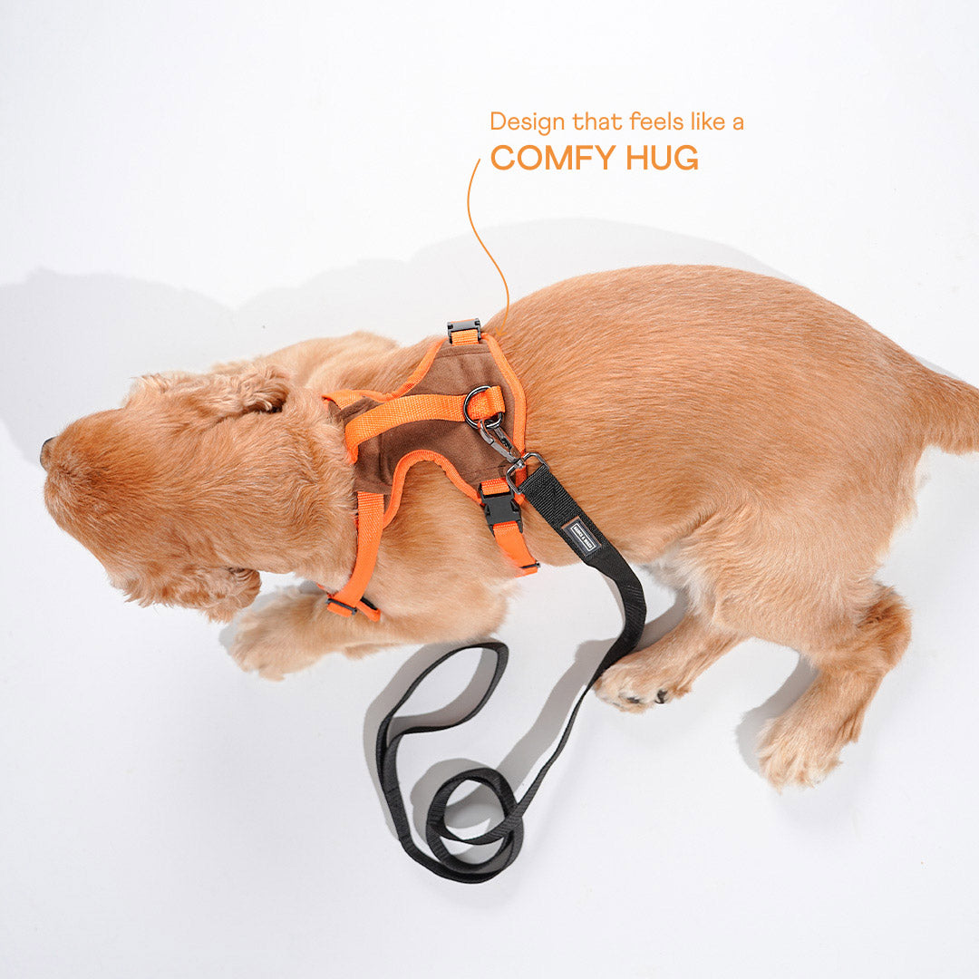 harness & leash