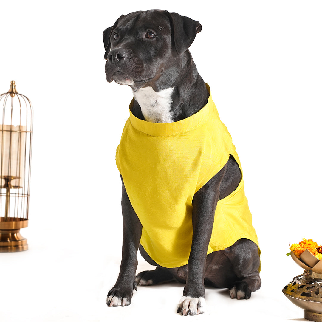 Dog Sherwani - LEMON