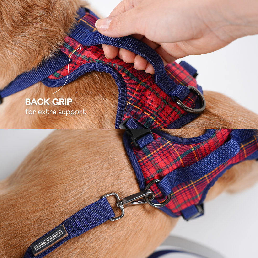 harness & leash
