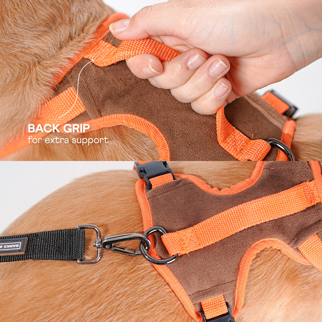 harness & leash