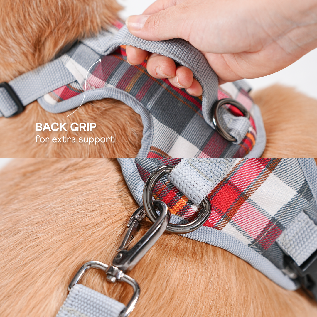 harness & leash