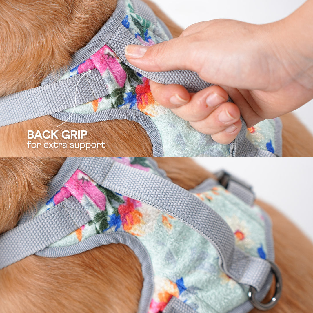 harness & leash