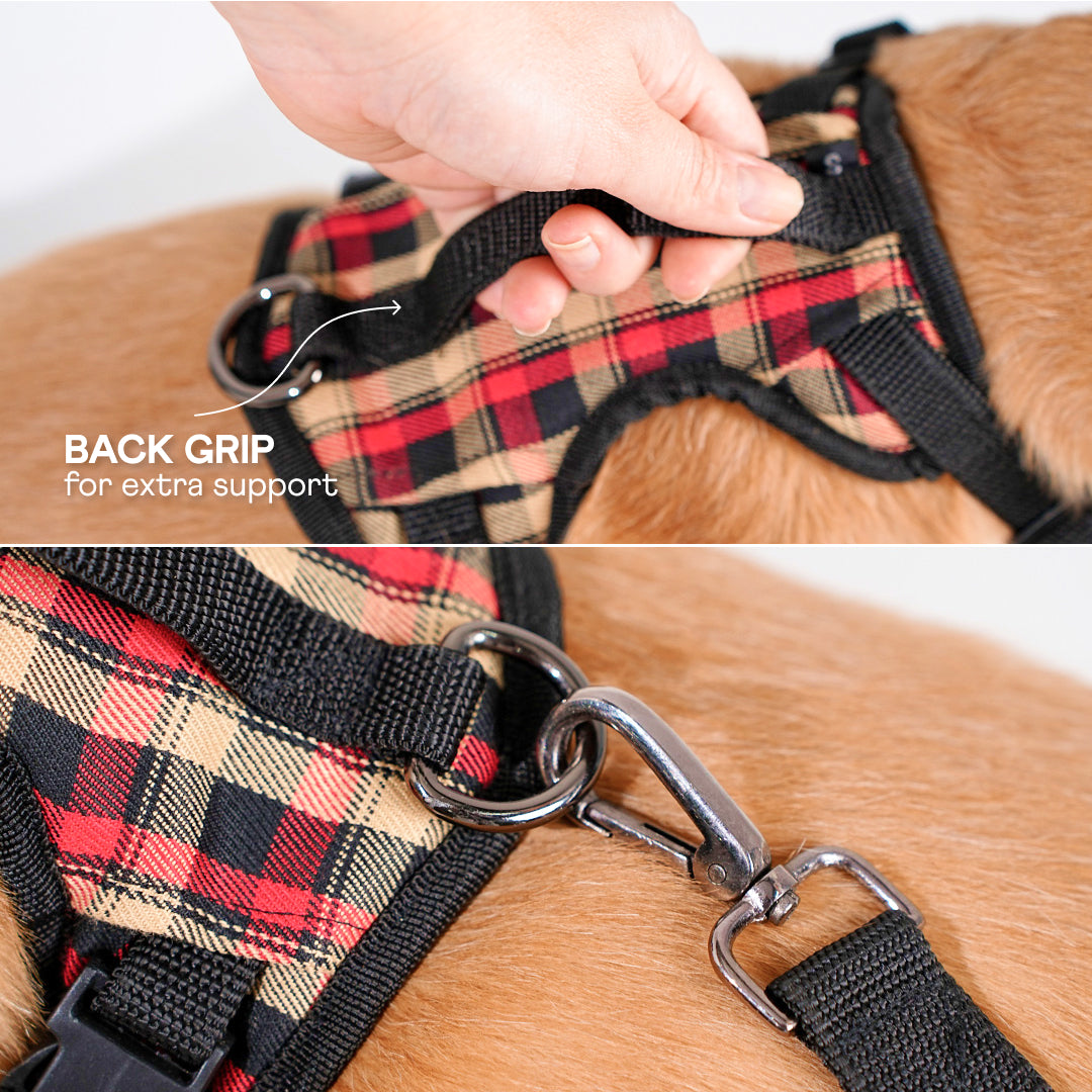 harness & leash