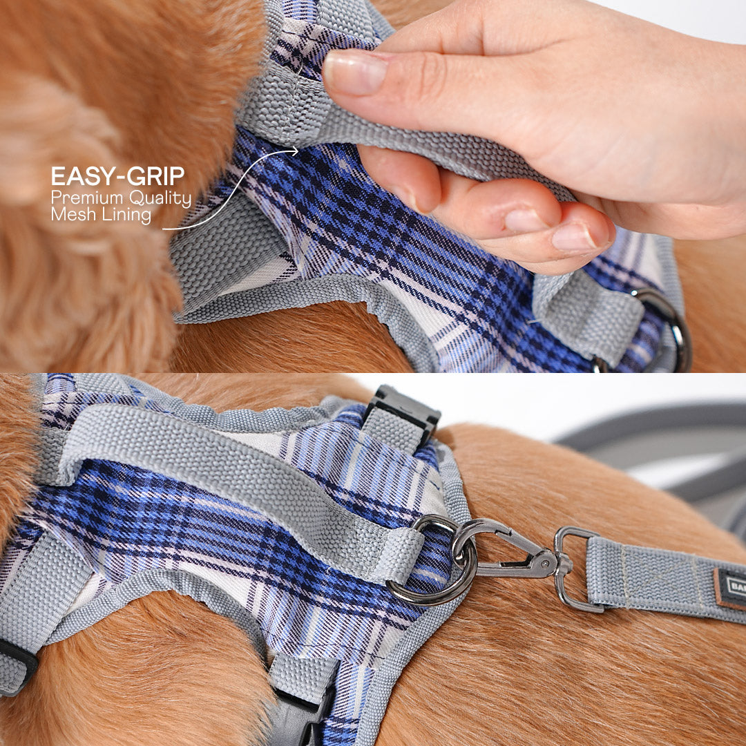 harness & leash