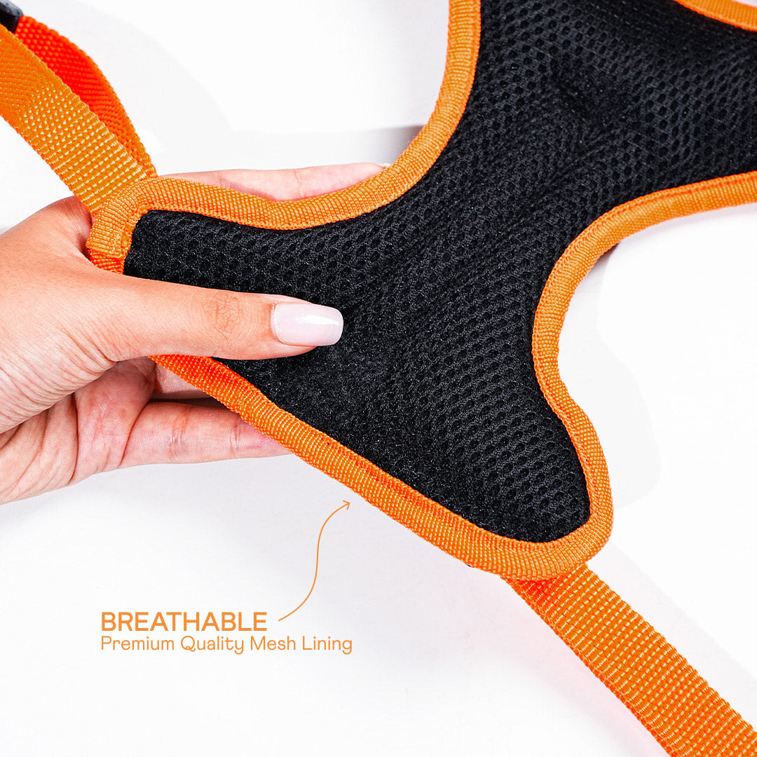 harness & leash