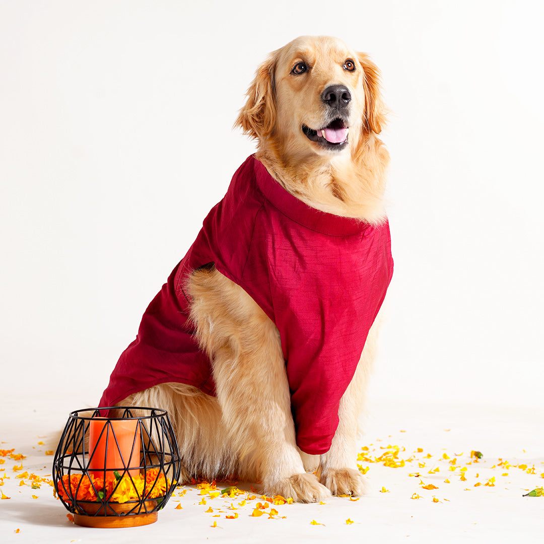 Dog Sherwani - RED