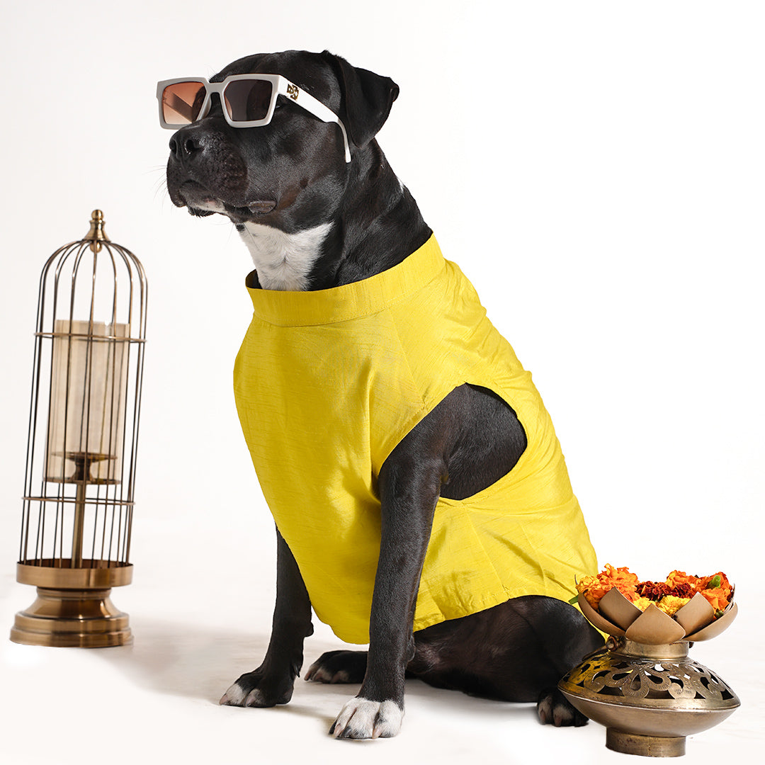 Dog Sherwani - LEMON
