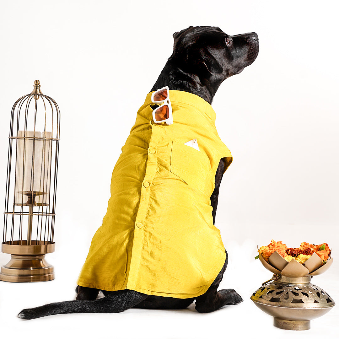 Dog Sherwani - LEMON