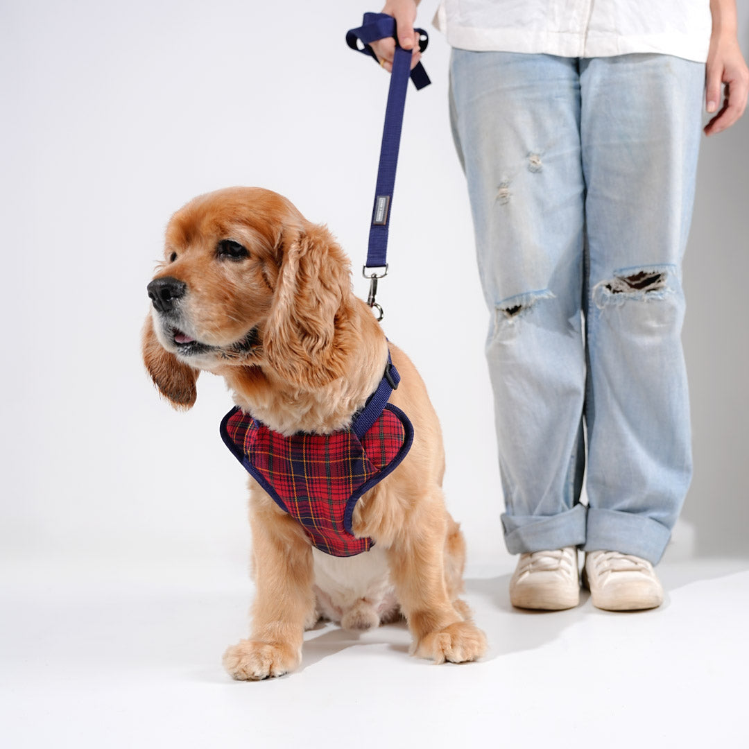 harness & leash