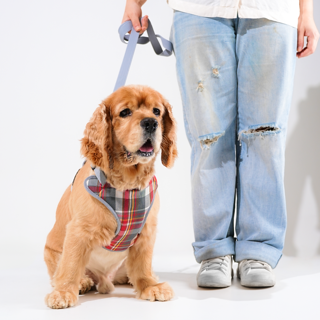 harness & leash