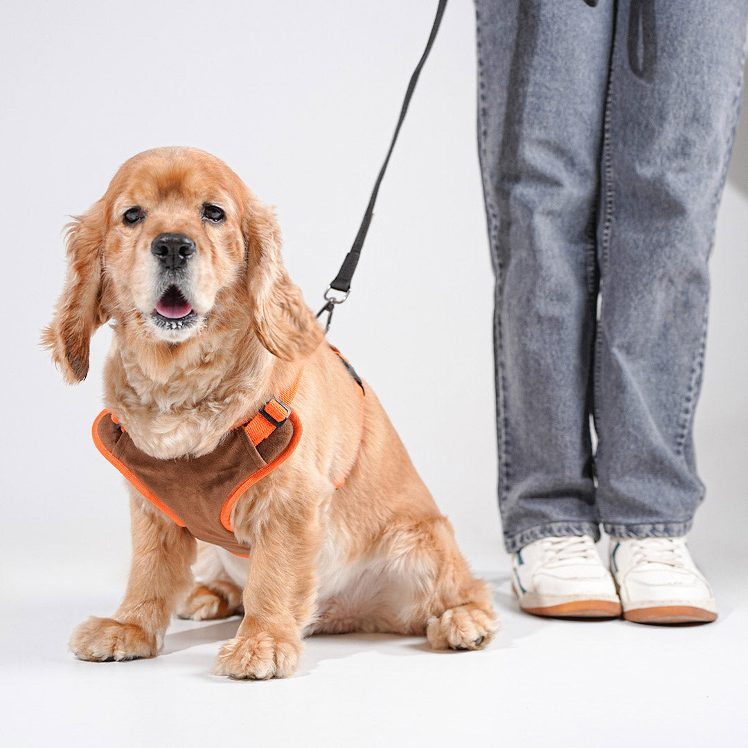 harness & leash