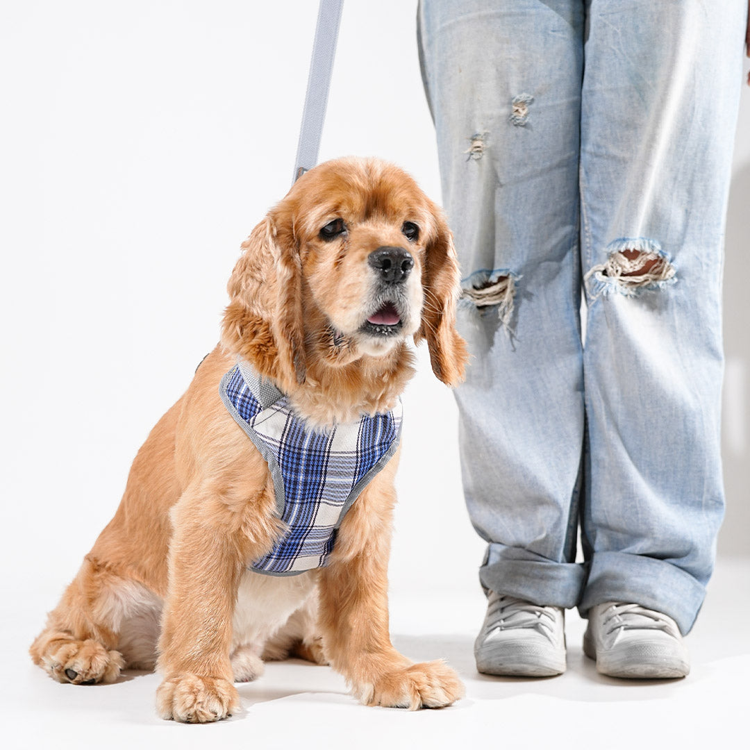 harness & leash