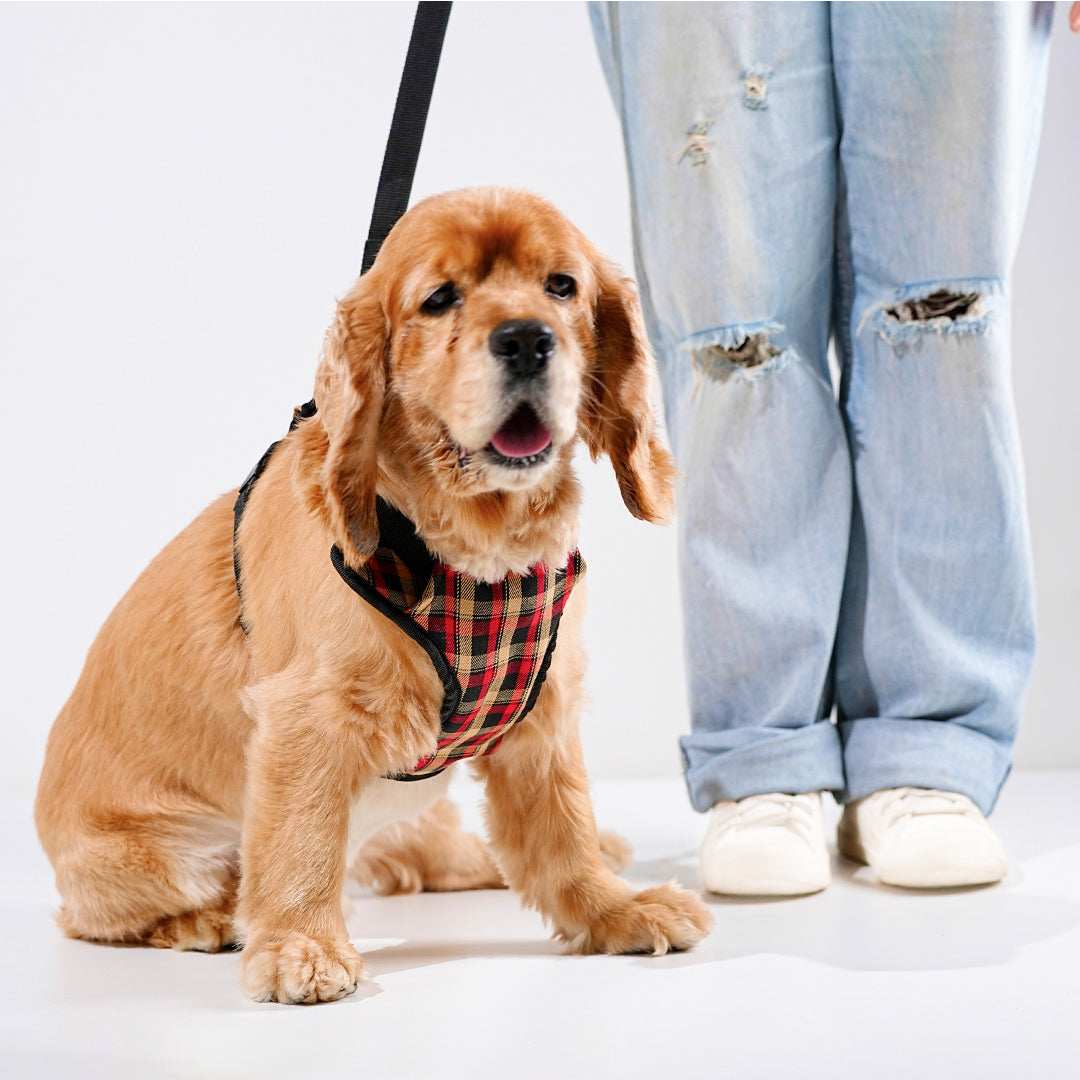 harness & leash