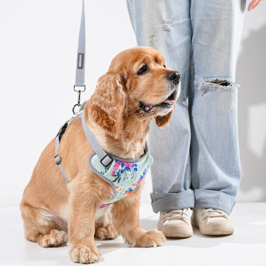harness & leash