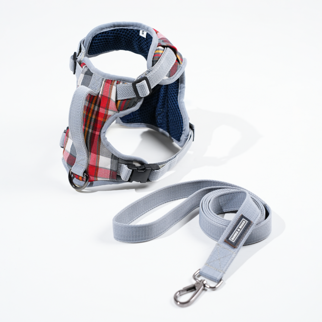 harness & leash